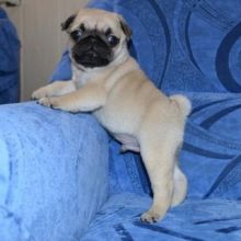 Two Pug puppies available