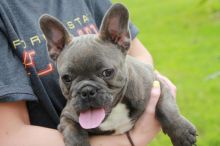Well Raised Blue French Bulldog Pups Ready Now.Text (437 370 5262