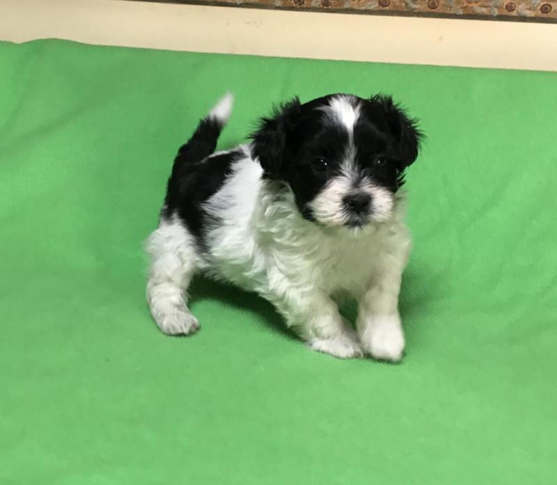 Adorable Best Shih Tzu Pups For Good Homes.Text (437 370 5262 Image eClassifieds4u