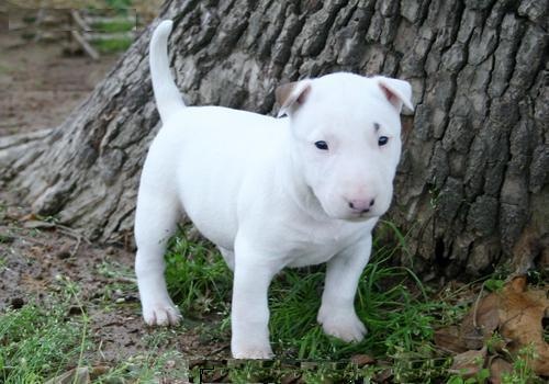 Beautiful Bull terrier puppies Image eClassifieds4u