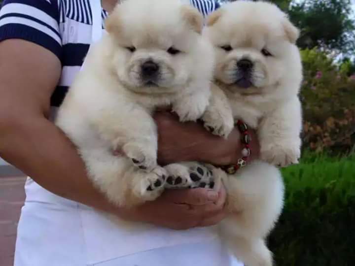 Cute Chow Chow Puppies Image eClassifieds4u