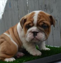 Ckc Best Treated English Bulldog Pups Ready Now.. Text (437 370 5262 Image eClassifieds4U