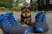 Super Cutest Teacup Yorkie Pups Available Now. Text (437 370 5262 Image eClassifieds4U
