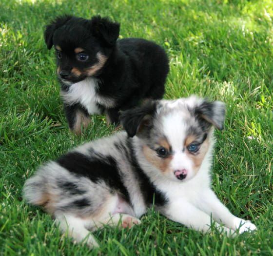 Male and Female Australian Shepherd puppies Image eClassifieds4u