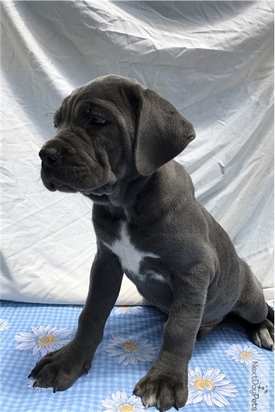 Neapolitan Mastiff puppies Image eClassifieds4u