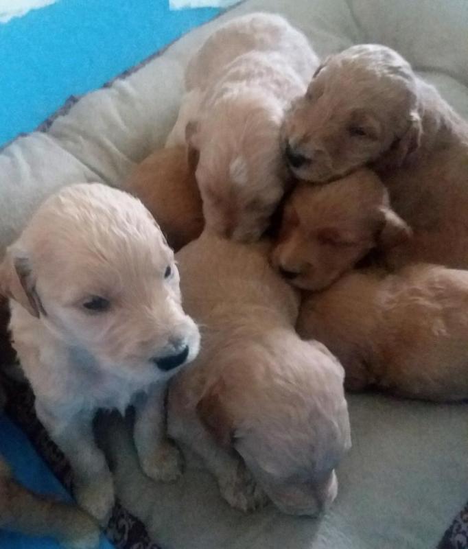 Sweet Male And Female Goldendoodle Pups. Text (437 370 5262 Image eClassifieds4u