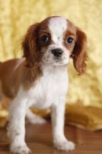 male and female Cavalier king Charles Puppies