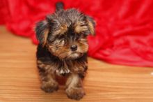 Two Yorkshire terrier puppies