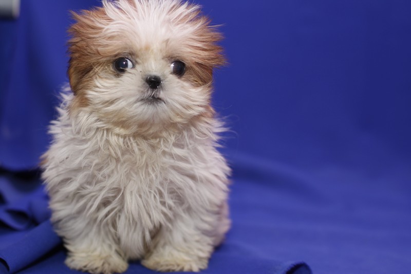 males and female adorable shih tzu puppies Image eClassifieds4u