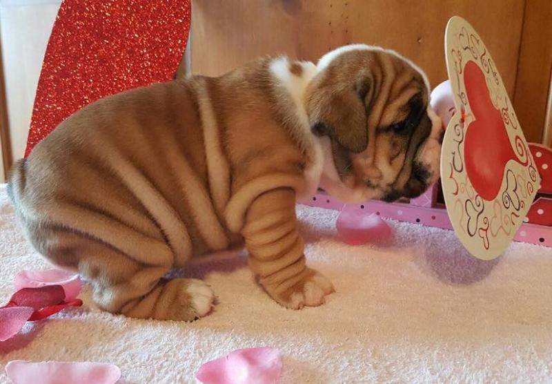 Well Tamed, Pure Breed ////Bulldog puppies available//// now... Image eClassifieds4u
