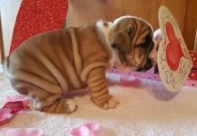 Well Tamed, Pure Breed ////Bulldog puppies available//// now... Image eClassifieds4U