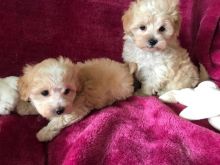 Beautiful Maltipoo Puppies