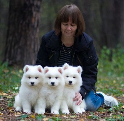 Gorgeous Samoyed Puppies Lookin For New Home Image eClassifieds4u