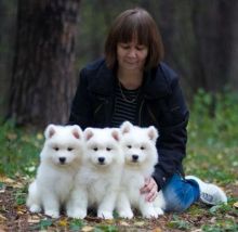 Gorgeous Samoyed Puppies Lookin For New Home Image eClassifieds4U