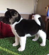 Fluffy Akita puppies .