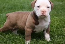 Alapaha Blue Blood Bulldog puppies.