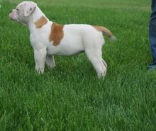 American Bulldog puppies