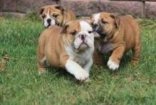 Cute English Bulldog