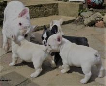 Home Trained French Bulldog Puppies