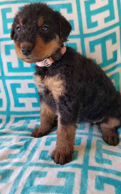 4 Airedale Terrier puppies Image eClassifieds4u