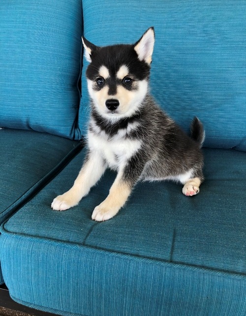 Alaskan Klee Kai pups ready now Image eClassifieds4u