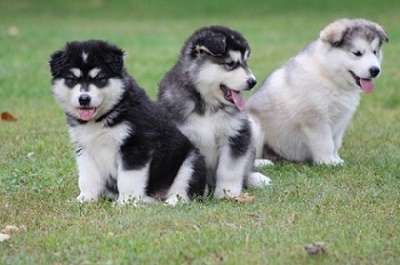 Cute Alaskan Malamute Pups for adoption Image eClassifieds4u