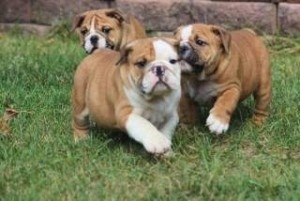 Cute English Bulldog Image eClassifieds4u