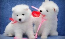 Samoyed puppies Image eClassifieds4U
