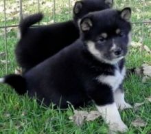 Shiba inu puppies Image eClassifieds4u 1