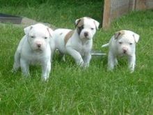 American Bulldog puppies Image eClassifieds4u 2