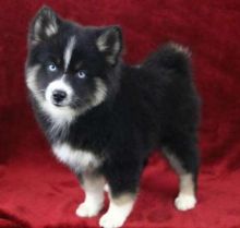 Pomsky Puppies . TEXT [647-793-0721]