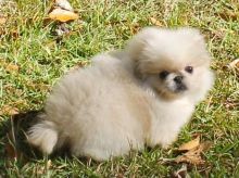 Pekingese puppies