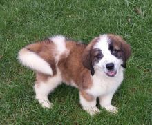 Athletic Saint Bernard Puppies Ready For Sale. Image eClassifieds4U