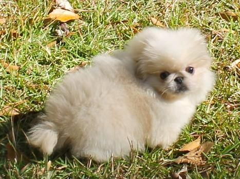 Pekingese puppies Image eClassifieds4u