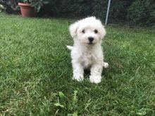 Teacup Maltese Puppies Needs a New Family