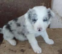 Adorable Border Collie pups