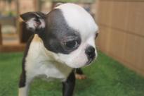 Afectionate Boston Terrier Puppies