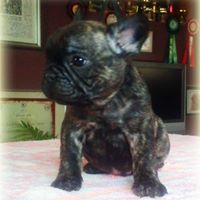 AKC French Bulldog Puppy for free adoption!!! AKC quality French Bulldog Puppy for free adop