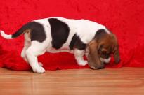 Basset Hound Puppies For adoption
