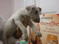 Beautiful Bull Terrier Puppies For adoption