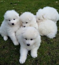 Beautiful Samoyed looking for new home Text me on ( 204-674-0549 )