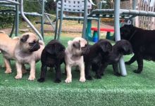 CKC paperwork Registered Silver Platinum pug Puppies Text me on ( 204-674-0549 )