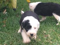 Cute bobtail puppies