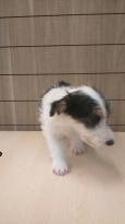 Cute fox Terrier puppies