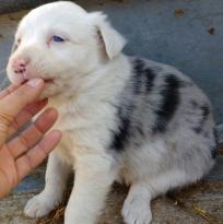 Excellent Collie Puppies Now available