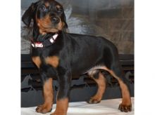 Handsome Quality Boys & Girls Dobermann Pups For Sale Text me on ( 204-674-0549 )