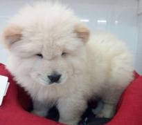 HEALTHY CHOW CHOW PUPPIES FOR SALE