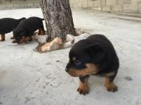 Male and female Rottweiler puppies for pet lovers.