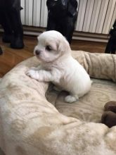 Maltese puppy available for new family