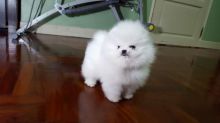 pomerenian puppies for adoption